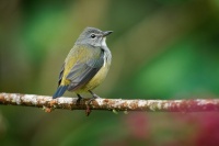 Kvetozob horsky - Dicaeum monticolum - Black-sided Flowerpecker o4225